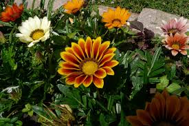 Gazanien pflanzt man in kleinen gruppen als blickfang am rand von terrassen, sitzplätzen oder in steingärten. Gazanien Blumen Gazania Rigens Kostenloses Foto Auf Pixabay