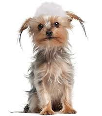 Soapy Dog Service Animal Dog Adoption Animal Shelter