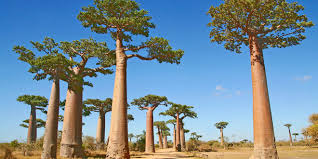 The range of places to stay in madagascar is very diversified. Madagaskar Reisen Und Reise Informationen Madagaskar Reisen Informationsportal