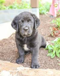 Though dna testing has become more readily available, it is still met with much skepticism on its accuracy. Ryder Bernese Mountain Dog Lab Mix Puppy For Sale In Blain Pa Happy Valentines Day Happyvalentinesday2016i