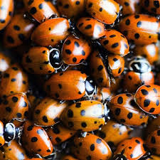 Imágenes de lady bug mariquita milagrosa arte mariquita. Ladybug Movie Quotes Quotesgram