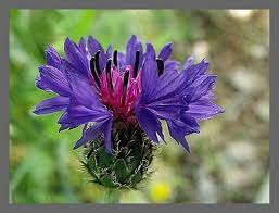 peygamber cicegi 1 metreye kadar uzayabilen bir yillik mavi cicekli otsu bir bitkidir mavi kantaron olarak da bilinir plants cornflower