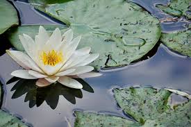 Image result for Nymphaeaceae