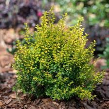 Image result for Ligustrum sinense