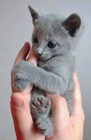 Certosino O Cartujo Tambien Llamado Gato Chartreux Es Una Raza De Gato Originaria De Francia Este Gato S Cute Kittens Cok Sirin Hayvanlar Kedileri Seviyorum