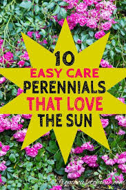 Full Sun Perennials 15 Beautiful Low Maintenance Plants That Thrive In The Sun Gardening From House To Home Full Sun Perennials Sun Perennials Perennials