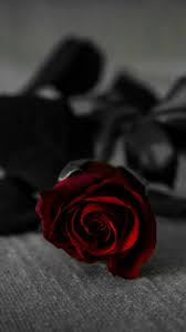 1000 images about black rose trending on we heart it. Aesthetic Dark Red Roses Wallpaper Largest Wallpaper Portal