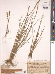 Image result for Elytrophorus spicatus