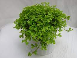 Spike Moss Moss Plant Growing Plants Indoors Inside Plants