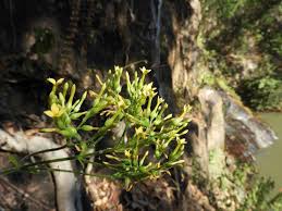 Image result for Kalanchoe brachyloba