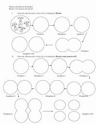 Cells alive meiosis phase worksheet answers. Mitosis Coloring Worksheet Answer Key In 2021 Cells Worksheet Color Worksheets Meiosis