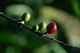Slow Coffee Ein Besonderer Kaffee Genuss Aus Armenien Puerto Rico Rico Puerto