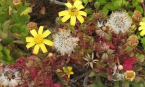 Image result for Cineraria deltoidea