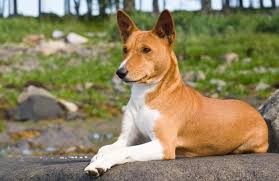 Pin On Basenji