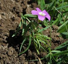 Image result for Oxalis semiloba