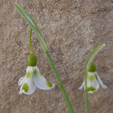 Galanthus Trimmer Schneeglockchen Pflanzen Garten Pflanzen