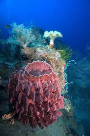 Barrel Sponge Ocean Animals Coral Reef Ocean Creatures