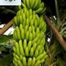 Maybe you would like to learn more about one of these? Banana Plant Dwarf Cavendish Musa Banana Tree Florida Hill Nursery