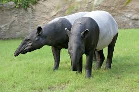 Tapirs are described as primitive living fossils, sharing homologous features with horses and rhinos—but these assumptions are rarely challenged. Malayan Tapirs Meet Them At Zoo Leipzig