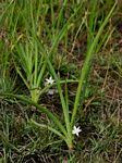 Image result for Chlorophytum calyptrocarpum
