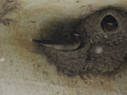 Birds That Make Mud Nests Cliff Swallows Their Mud Nests Prince Edward Point National Wildlife Area Milford On Bird Photo Bird Photography Information About Birds