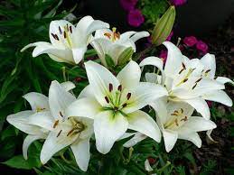 Pin On Garden