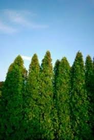 Reducing Traffic Noise With Plants Garten