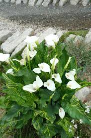 Image result for Zantedeschia aethiopica