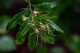 Image result for Strophanthus speciosus