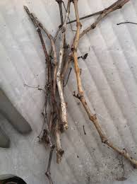 Image result for grapevine cuttings