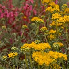 Image result for Eriosema cordifolium