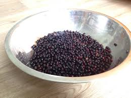 Der verzehr von ungekochten unreifen oder reifen holunderbeeren kann übelkeit, erbrechen und. Schwarzes Gold Im Spatsommer Der Holunder Ist Reif