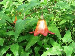 Image result for Canarina
