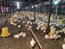 Sektor penelur (2004) ayam penelur 97.67%. Kursus Ternakan Ayam Daging Secara Online Home Facebook