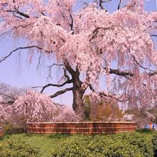 The Grand Sakura Of Maruyama Coen Flowering Trees Sakura Pink Trees