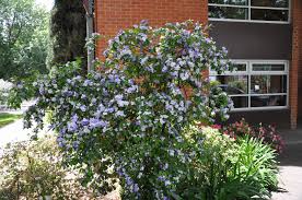 Image result for Brunfelsia pauciflora