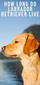 Pin On Train A Labrador Retriever Dogs