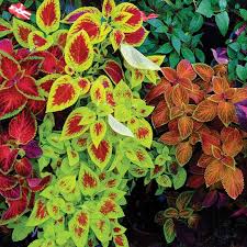 Image result for Coleus cylindraceus