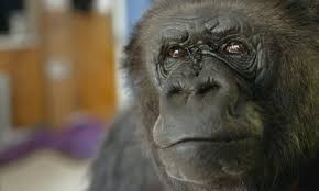 They like to see the beauty in all things and usually act shy when you first meet them. Koko The Gorilla Who Talks Pbs