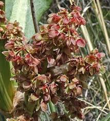 Image result for Rumex ruwenzoriensis