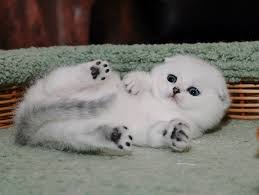 There's quite a compelling semblance between the scottish fold and the british shorthair that one is often mistaken for the other. Scottish Folds And British Shorthair Kittens For Sale British Shorthair Kittens Cat Scottish Fold Cats