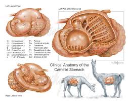 clinical anatomy of the camelid stomach sawchyn medical