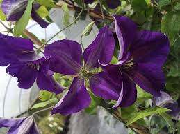 The viticella clan are brilliant too. Clematis Jackmanii Superba Taylors Clematis