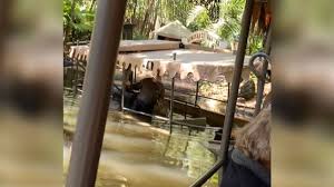 Disney insiders reportedly downplay jungle cruise box office expectations. Jungle Cruise Boat At Disney World Sinks With Passengers Onboard Cnn