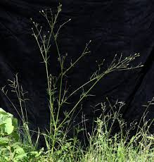 Image result for Bidens diversa