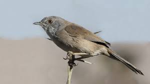 Sardinian Warbler Adana Turkey 2016 Birds Creatures Animals
