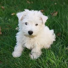 West Highland White Terrier Pdsa