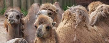 In the wild, they are critically endangered, with just 800 camels roaming around in small areas of central asia. Bactrian Camel Lincoln Park Zoo