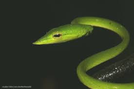 The Green Vine Snake Ahaetulla Nasuta Animals Nature Photogr Zidane Ahaetulla Ani Vine Snake Snake Vines