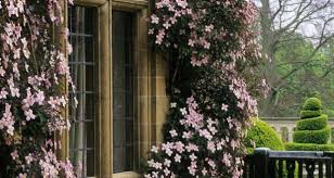 We did not find results for: How To Choose And Grow The Best Clematis Varieties